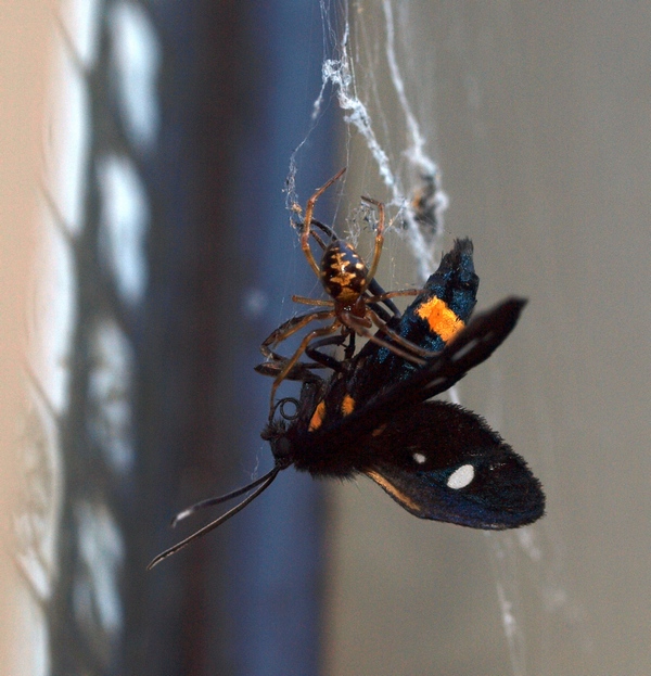 Steatoda triangulosa